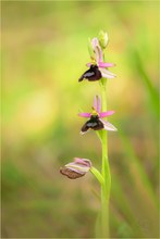 Gardasee-Ragwurz (Ophrys benacensis)