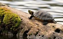 Gelbwangen Schildkröte
