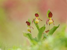 Die Frauenschuh Orchideen