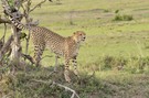 Cheetah (2)