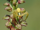 Ohnhorn  ( Orchis anthropophora )