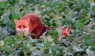 Kopulierende Rotfüchse (Vulpes vulpes)