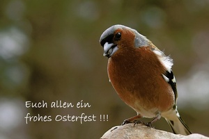 ...FROHE OSTERN !!!
