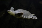 Weichschildkröte