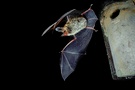 Bechsteinfledermaus (Myotis bechsteinii) beim Ausflug aus dem Tagschlafquartier, KD (da Lichtschranke)