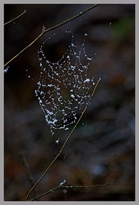 Spinnennetz ND