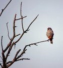Rotfußfalke (Falco vespertinus) ND