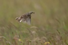 Wiesenpieper (Anthus pratensis) auf dem Weg zum Nest