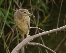 Junger Nachtreiher (Nycticorax nycticorax)