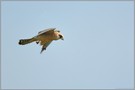 mit Beutefang... Rotfußfalke *Falco vespertinus*