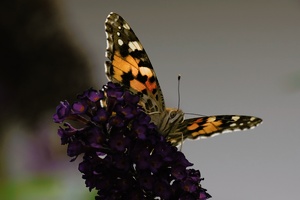 Distelfalter auf Schmetterlingsflieder
