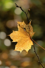 Fallen leaf ...