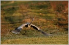 Graureiher (Ardea cinerea)