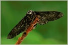 Birkenspanner (Biston betularia)