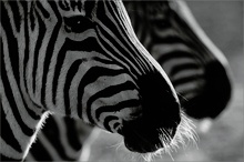 Zebra doppelt ZO
