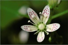 Saxifraga rotundifolia, ND