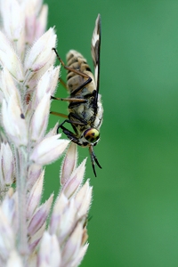 Chrysops relictus ND