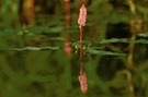Den Wasserknöterich (Polygonum amphibium) ...