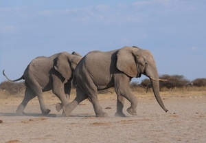 Elefantenrennen - Nxai Pan - Botswana