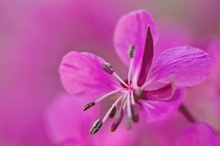 Einzelblüte des Schmalblättrigen Weidenröschens (Epilobium angustifolium)