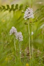 Highland-Orchideen