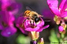 Biene auf der Blume (Apiformes)