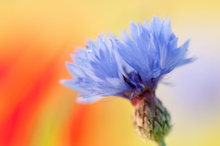 Die "Blaue Blume" der Romantik