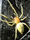 Ammen-Dornfinger Spinne (Weibchen) - ND