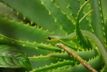 Eastern green snake