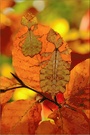 ~ Wandelnde Herbstblätter ~
