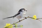 Schwanzmeise