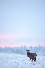 Red deer in a snowy landscape