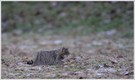 Wildkatze (Felis silvestris)