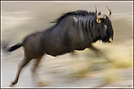 Wildebeest ...