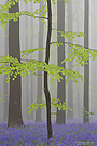 Frühling im Wald