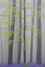 Frühling im Wald II