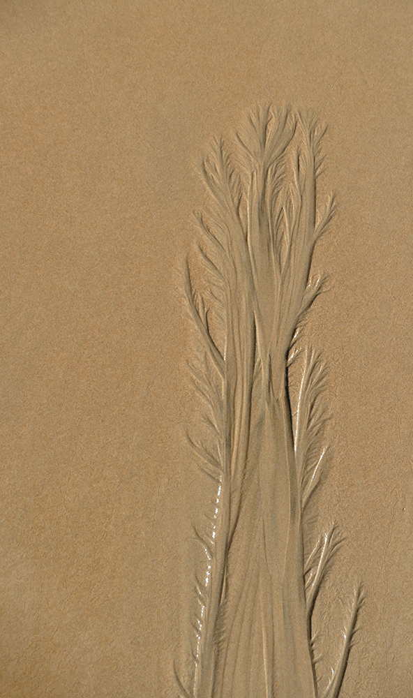 Sand-Pappeln
