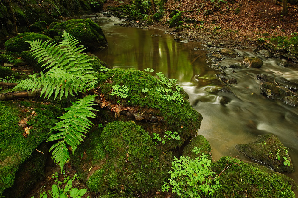 Farn- Steine- Wasser