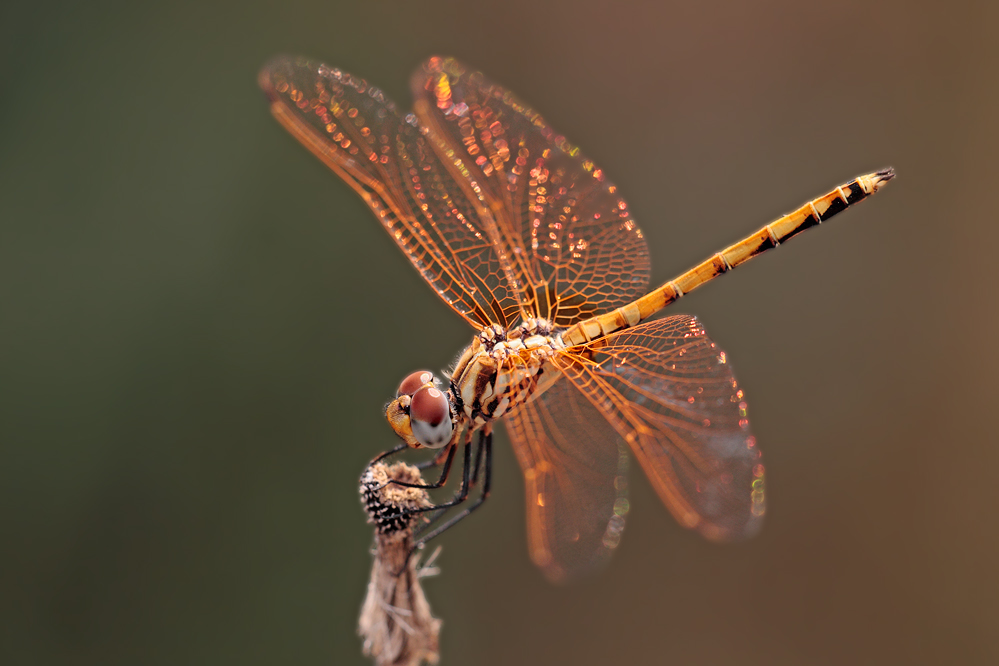 Golden Wings