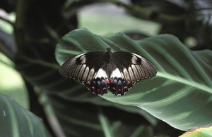 great butterfly     (ZO)