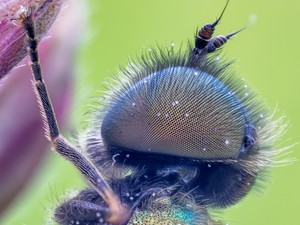 Waffenfliege, Chloromyia formosa (Diptera, Stratiomyidae)