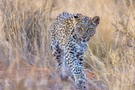 Abendliche Leoparden-Sichtung