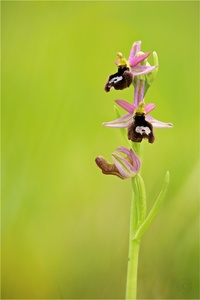 Insubrische Ragwurz (Ophrys bertolonii ssp. benacensis)